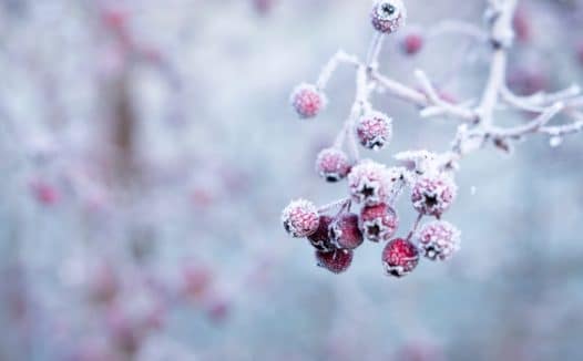 Instead of shopping - berries