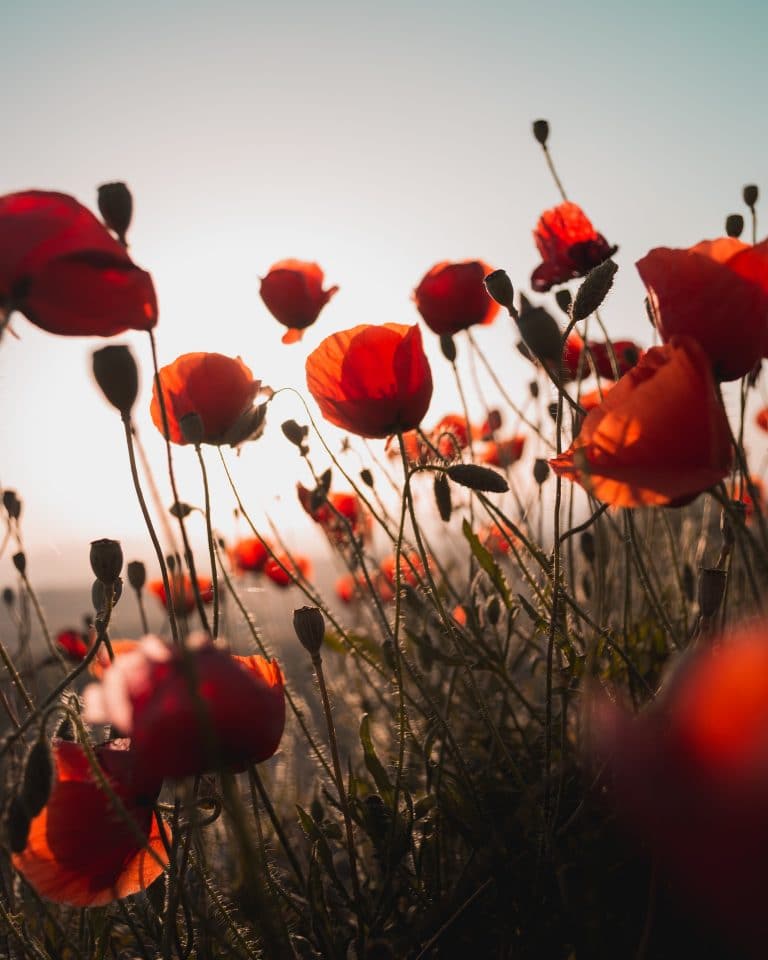 wildflower meadows poppies