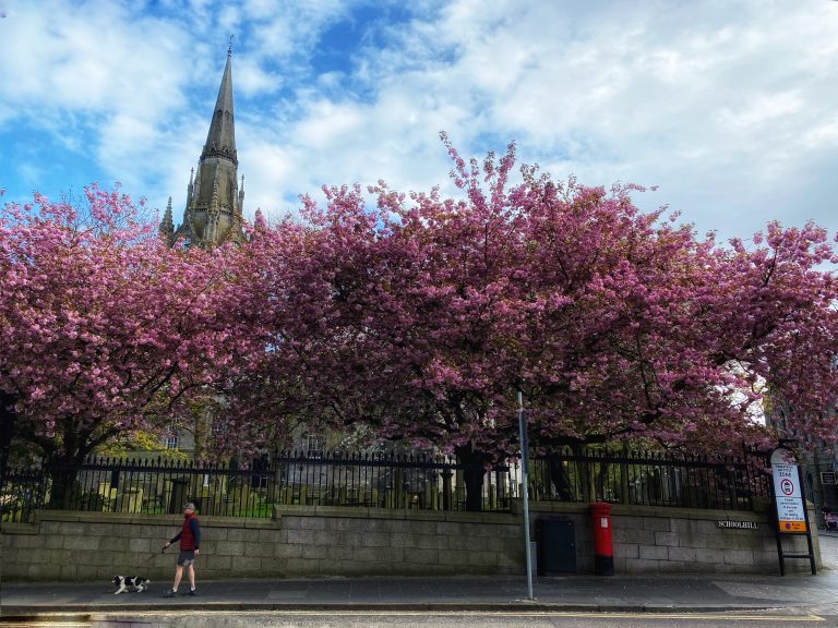 Blossom trees in Aberdeen